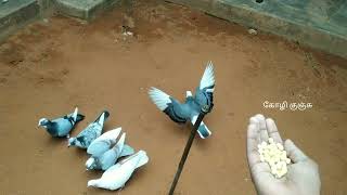 நம்ம புறா  ஒரு பார்வைக்கு 😍  trending viral pigeon breeding aquarium [upl. by Hogg]