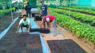 Turmeric seedling production by TRAY method at COH Mysore in Experience Learning Program [upl. by Notreve]