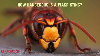 Are Wasps Dangerous [upl. by Inaffit]