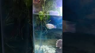 New fish ad in aquarium shorts aquariam fishaquarium viralshort subscribe like [upl. by Aerdnaeel]