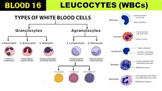 Blood 16  White blood cells  Leucocytes  Granulocytes  Agranulocytes  TLC  DLC  Types of WBCs [upl. by Sofko564]