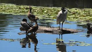 Plumed WhistlingDuck Australian Wood Duck amp Australian White Ibis [upl. by Dorweiler626]