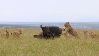 Buffalo mother and calf get rescued by their herd from a pride of lions [upl. by Bevon]