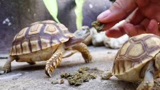 Feeding sulcata tortoise blind [upl. by Nnawaj]