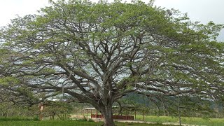 Caballerizas Boca de Briceño Manabi Ecuador [upl. by Michi]