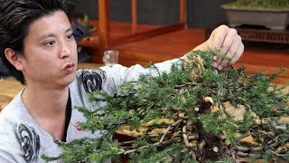 Bonsai demo by Masashi Hirao [upl. by Tacye517]