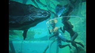 CAGE OF DEATH IN DARWIN  Saltwater Crocodiles [upl. by Ynohtn]