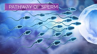 Male reproduction system  Structures and Function [upl. by Nelav]