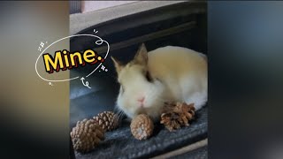 Snowy was very excited when he found pine cones in his carrier 😃😍 bunny cute petsrabbit [upl. by Donell]