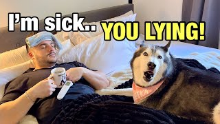 Telling My Husky Im Sick amp She FREAKS OUT TEMPER TANTRUM 😳👀 [upl. by Ewell]