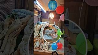 Blizzard the Bearded Dragon helps mom with the Mid Autumn Festival decorations 😂 [upl. by Mixam]