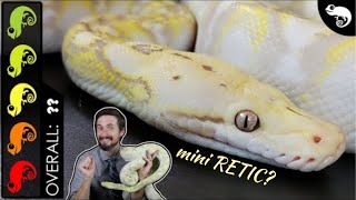 Super Dwarf Reticulated Python The Best Pet Snake [upl. by Eisyak]