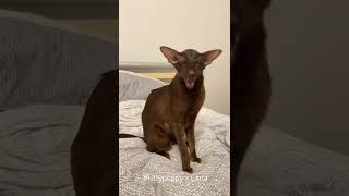 Lovely Carla Meow  Oriental Shorthair Cat shorts [upl. by Goddord]