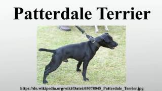 Patterdale Terrier [upl. by Hannis12]