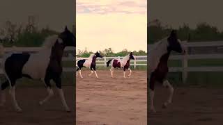 Gorgeous Pintabian Horses Mirror Each Other  Arabian horse  Pinto Horse  Pintabian shorts [upl. by Pena]