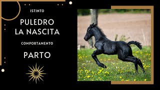 ♘ Cavalli  Puledro  Parto [upl. by Attezi850]