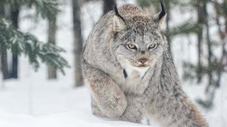 5 Fascinating Facts About the Lynx 🐾 WildlifeFacts Lynx [upl. by Mahda]