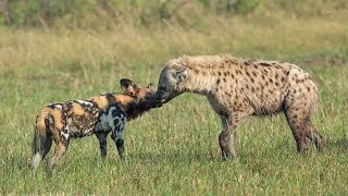 The Breeding Mutual and Life cycle Of Hyena [upl. by Nylhsoj]