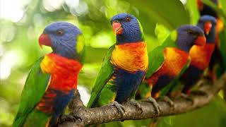 Most Colourful Birds  Rainbow Lorikeets  Swainsons Lorikeets [upl. by Akimahc214]