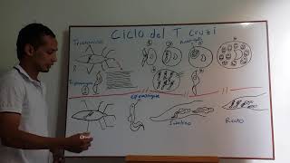 ciclo de vida del Trypanosoma cruzi [upl. by Grubb]