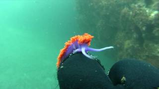 Spanish Shawl Nudibranch [upl. by Kendre]