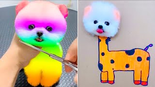 Cute Pomeranian Puppies Doing Funny Things 10  Cute and Funny Dogs  Mini Pom [upl. by Ahsiniuq829]