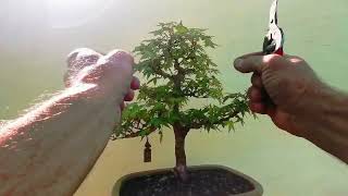 2 minute bonsai maples 22 [upl. by Atnuhs901]