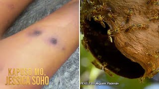 Bata inatake ng halos 100 turong sa Palawan  Kapuso Mo Jessica Soho [upl. by Ward]