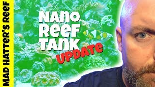 Fluval EVO 135  Nano Reef Tank Update [upl. by Basham]