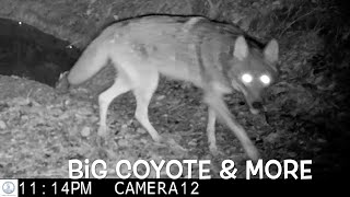 Big coyote passes by Bully deer attacks fellow deer Raccoons fox amp more [upl. by Zilada]