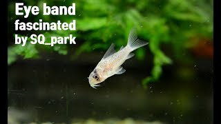 New coming of corydoras sp [upl. by Muraida]