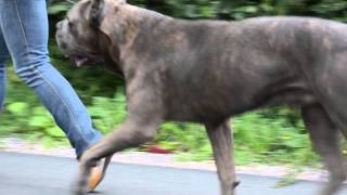 CastleGuard High Voltage cane corso [upl. by Masha652]