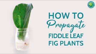 Propagating Your Fiddle Leaf Fig Is Easy Heres How To Do It  Fiddle Leaf Fig Plant Resource [upl. by Alphonse]