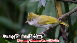 Burung Yuhina Di Alam [upl. by Graces]