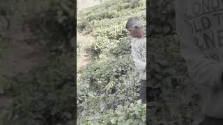 चाय की खेती से कैसे प्राप्त करें अधिक उत्पादन Tea Production  Tea Business  Tea Garden viral [upl. by Baptista]