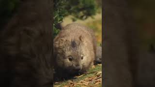 Lasiorhinus latifrons krefftii island wombat Tasmanian wombat [upl. by Beatty]