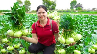 Harvest Kohlrabi Bulbs  Cook Kohlrabi Soup With Pork Go to the market to sell  AlmaDailyLife [upl. by Domeniga952]