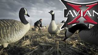 Avian X Goose Decoys  Are You Ready [upl. by Eletnahs]