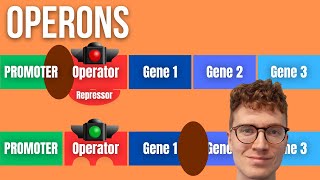 Operons and Gene Regulation Explained For Beginners [upl. by Yenruogis]