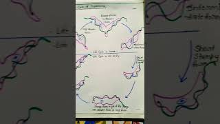 Life cycle of Trypanosoma gambiense bsc 3rd year zoology notes Pdf link in description shorts [upl. by Kramer]