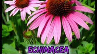 Echinacea Does So Much More Than Help with Colds Powerful Health Benefits of Echinacea Potent Herb [upl. by Allak162]