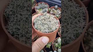 Coryphantha kracikii KMR 394  Ejido El Portento  Durangoango Mexico 🌵❣️💯🇮🇹🤞🫶 [upl. by Avah]