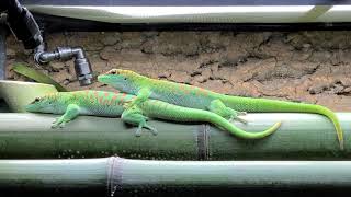 Phelsuma grandis [upl. by Stalker]