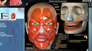 Facial expression Zygomatic major [upl. by Elliot]