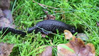 Stor Vandsalamander Triturus cristatus Danmark 2020 [upl. by Higgins]