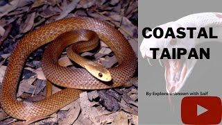 Coastal Taipan Oxyuranus scutellatus [upl. by Namrak]