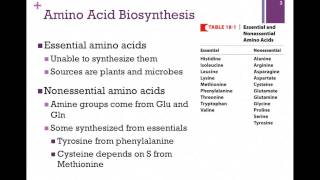 135Overview of Amino Acid Biosynthesis [upl. by Eihtak]