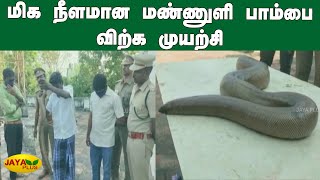 மிக நீளமான மண்ணுளி பாம்பை விற்க முயற்சி  Thiruvallur  Blind Snake  Manuli Pambu [upl. by Evadne]