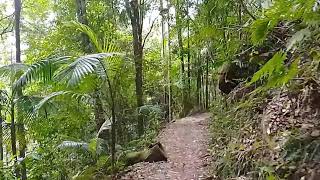 Spring Brook Walk Track Very unique [upl. by Lacsap]