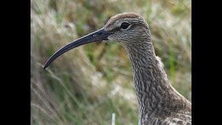 Regenwulp  Eurasian Whimbrel  Arnarstapi Iceland  14062024 [upl. by Puto]